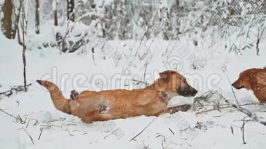 两只狗的生活方式在雪地冬天打架。 两只狗互相咬，跑，滚。 狗打架概念